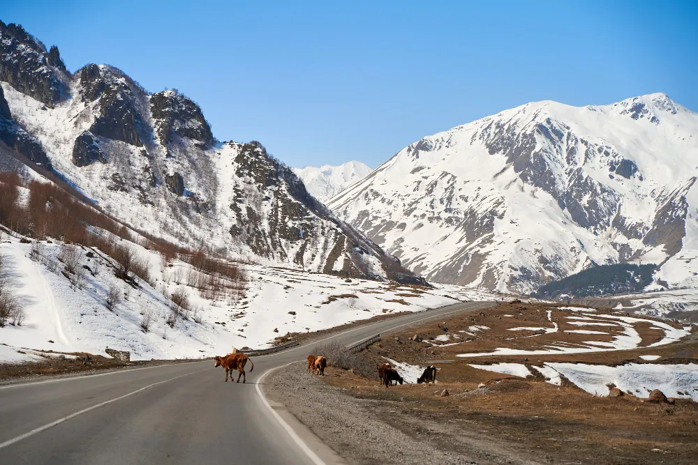 Discover Ladakh
