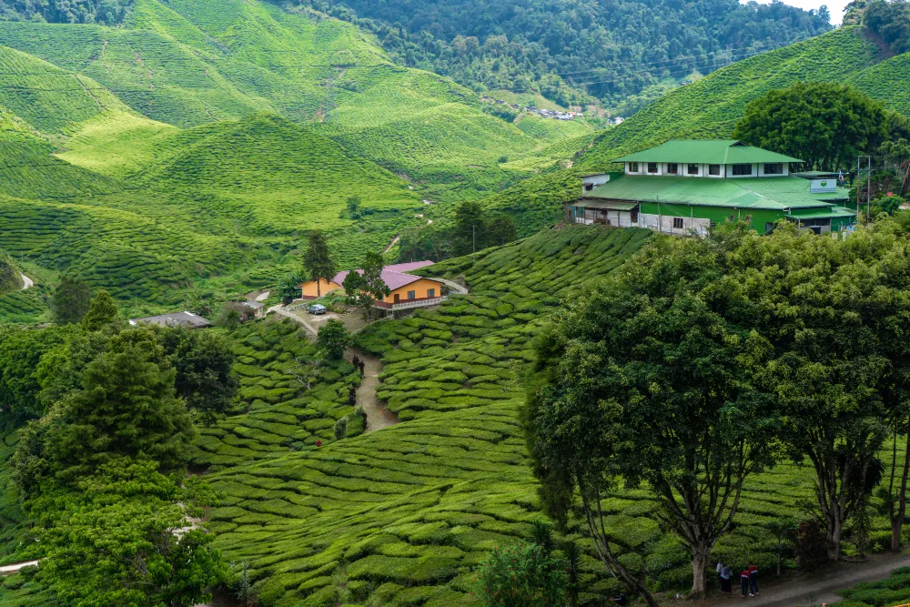 Dazzling Darjeeling