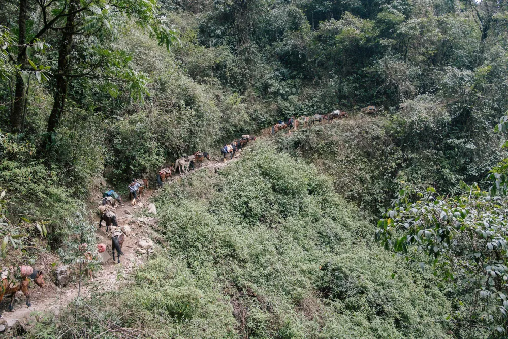 Wild Trail of Assam